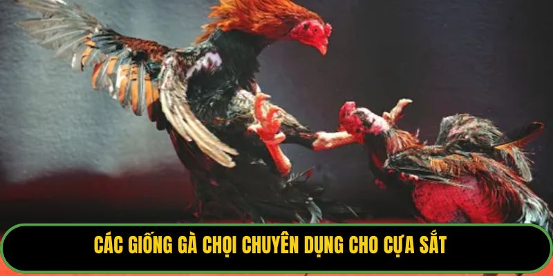 Các giống gà chọi chuyên dụng cho cựa sắt.