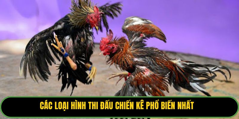 Các loại hình thi đấu chiến kê phổ biến nhất.