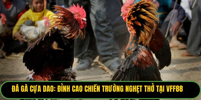 Đá Gà Cựa Dao