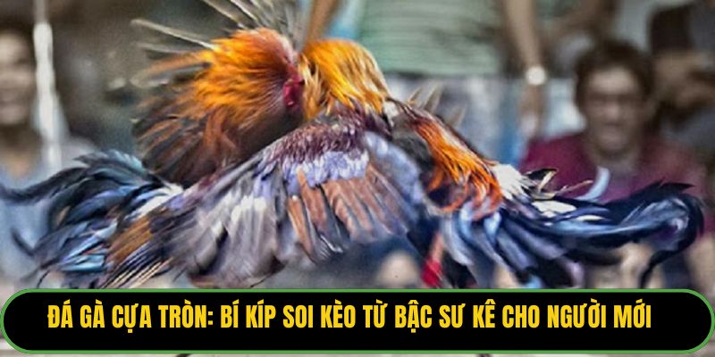 Đá Gà Cựa Tròn