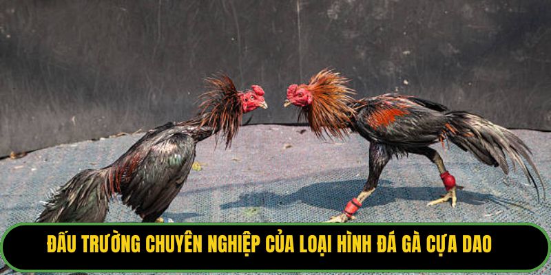 Đấu trường chuyên nghiệp của loại hình đá gà cựa dao.