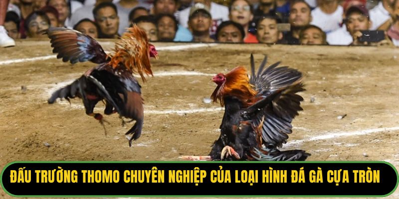 Đấu trường Thomo chuyên nghiệp của loại hình đá gà cựa tròn.