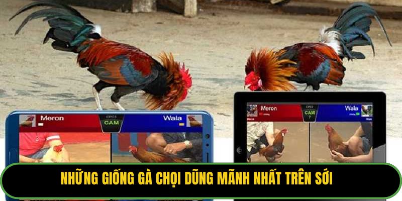 Những giống gà chọi dũng mãnh nhất trên sới.