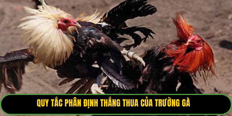 Quy tắc phân định thắng thua của trường gà.