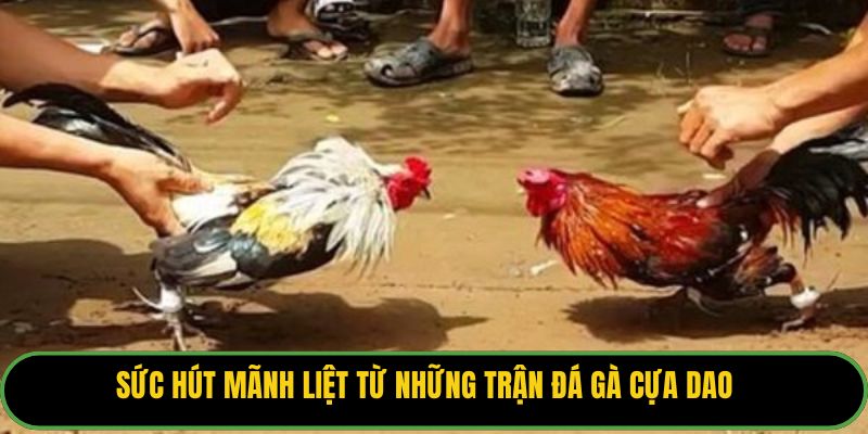 Sức hút mãnh liệt từ những trận đá gà cựa dao.