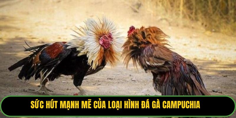 Sức hút mạnh mẽ của loại hình đá gà Campuchia.