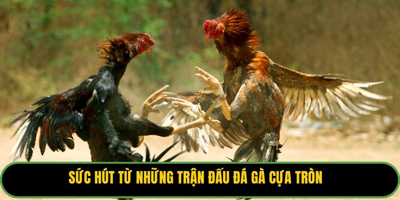 Sức hút từ những trận đấu đá gà cựa tròn.